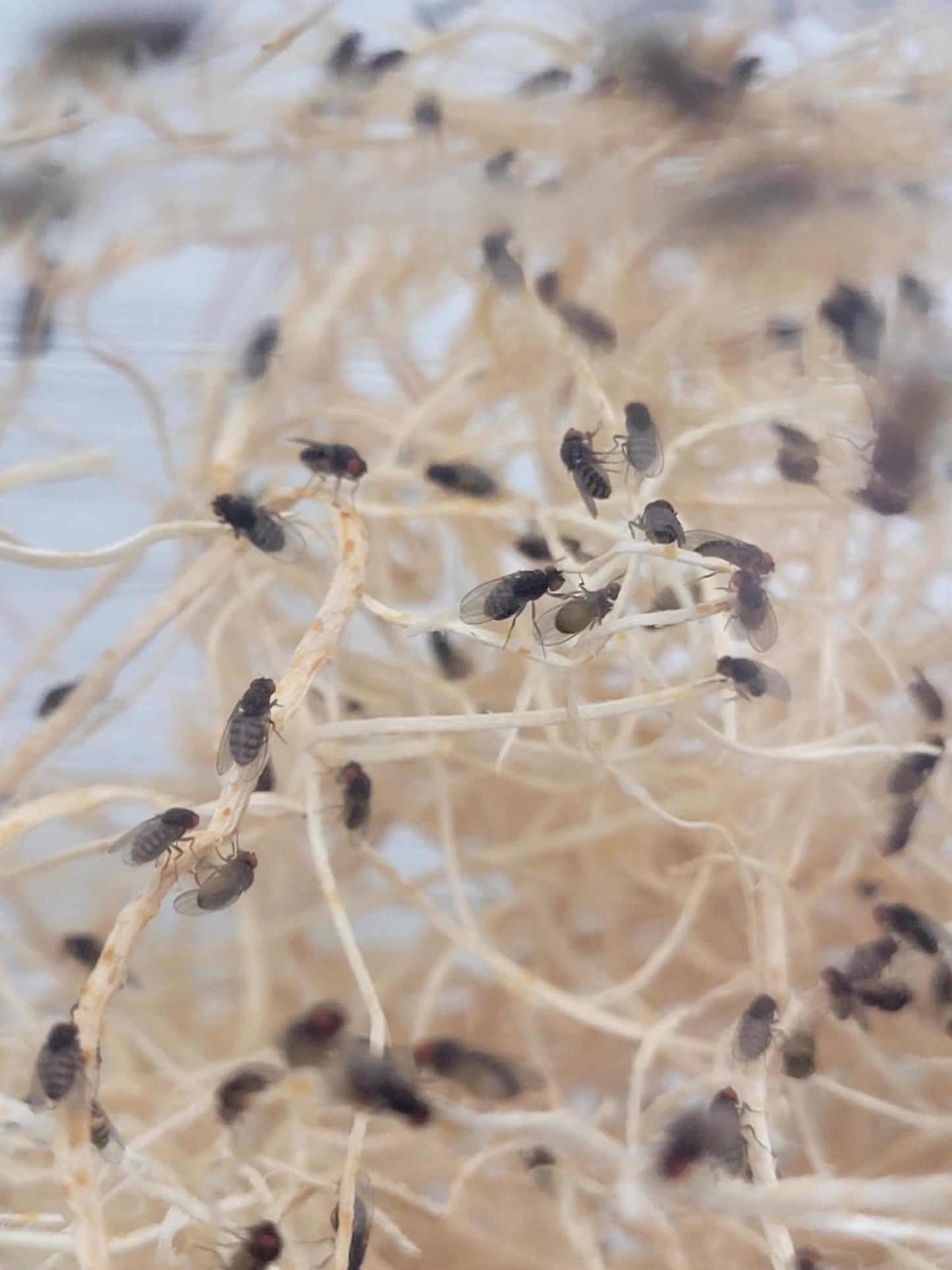 Flightless Fruit Fly Cultures (3 different species)