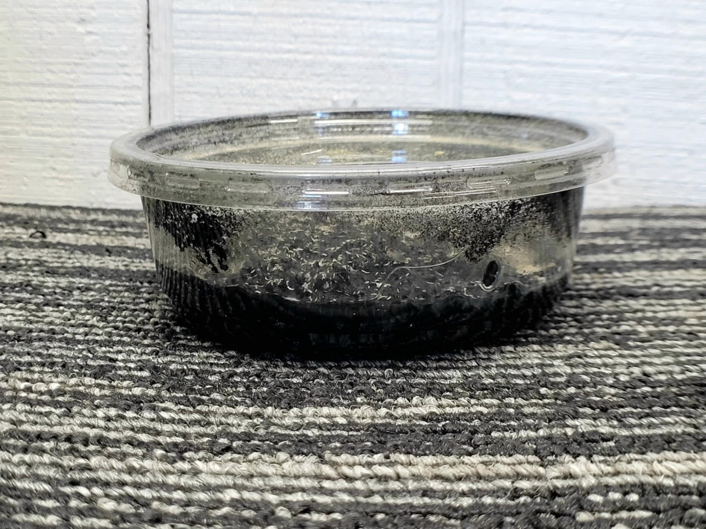 Happy Healthy Springtails Well-Started Cultures -please read about shipping below