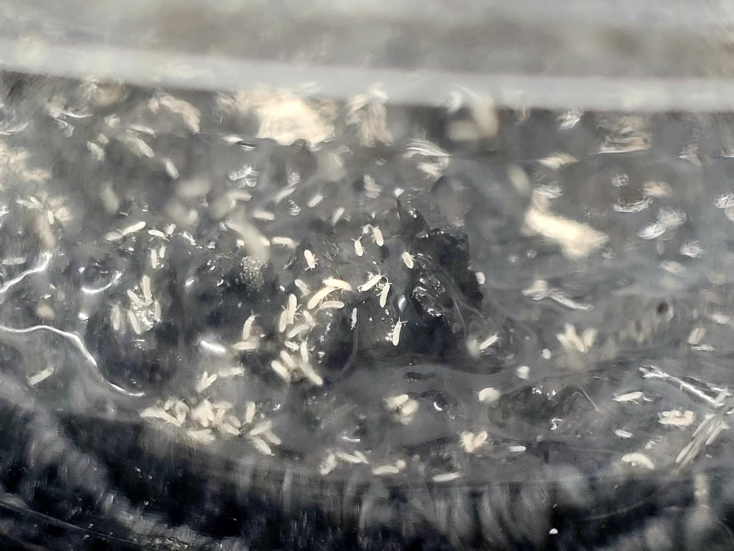 Happy Healthy Springtails Well-Started Cultures -please read about shipping below