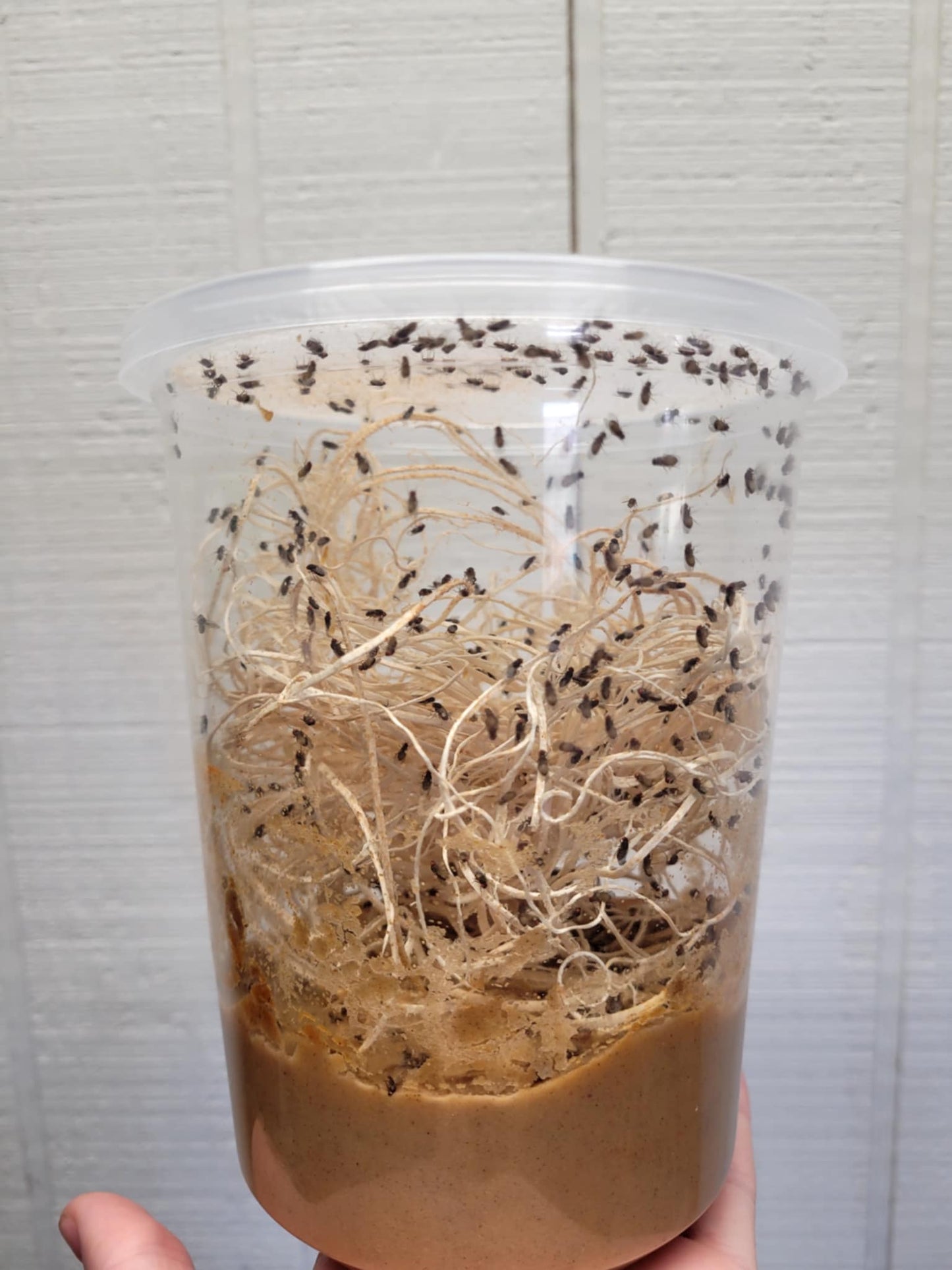 Flightless Fruit Fly Cultures (3 different species)