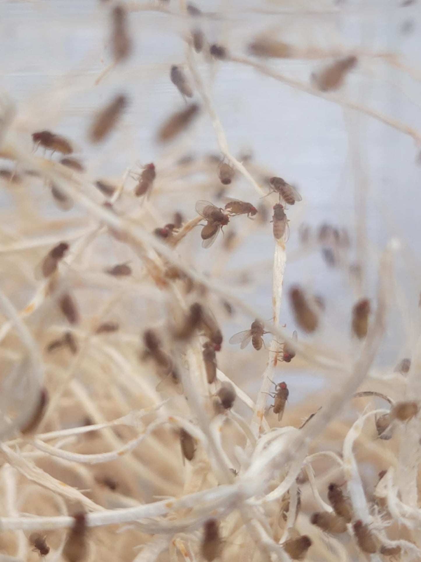 Flightless Fruit Fly Cultures (3 different species)