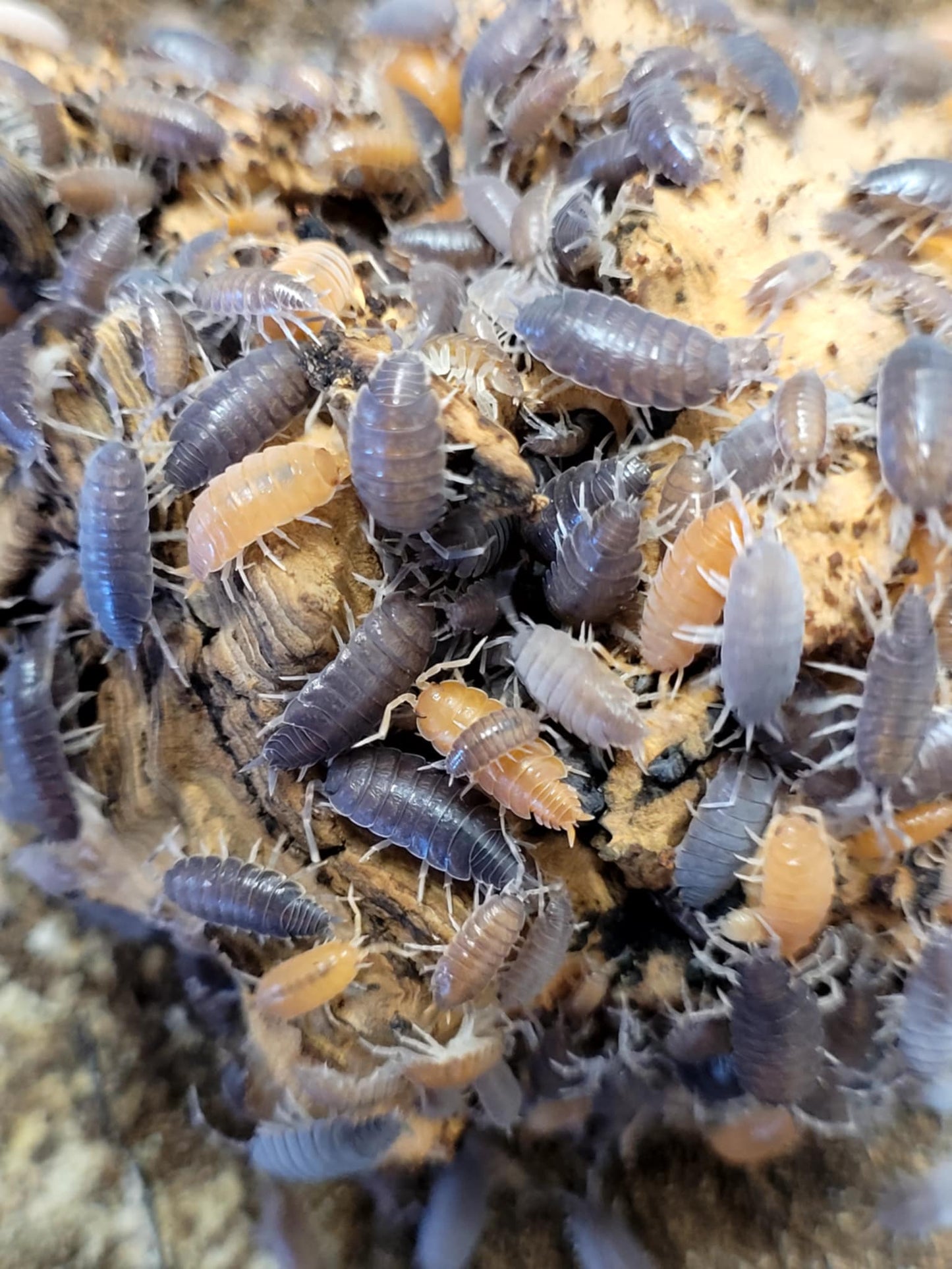 Happy Healthy Isopods