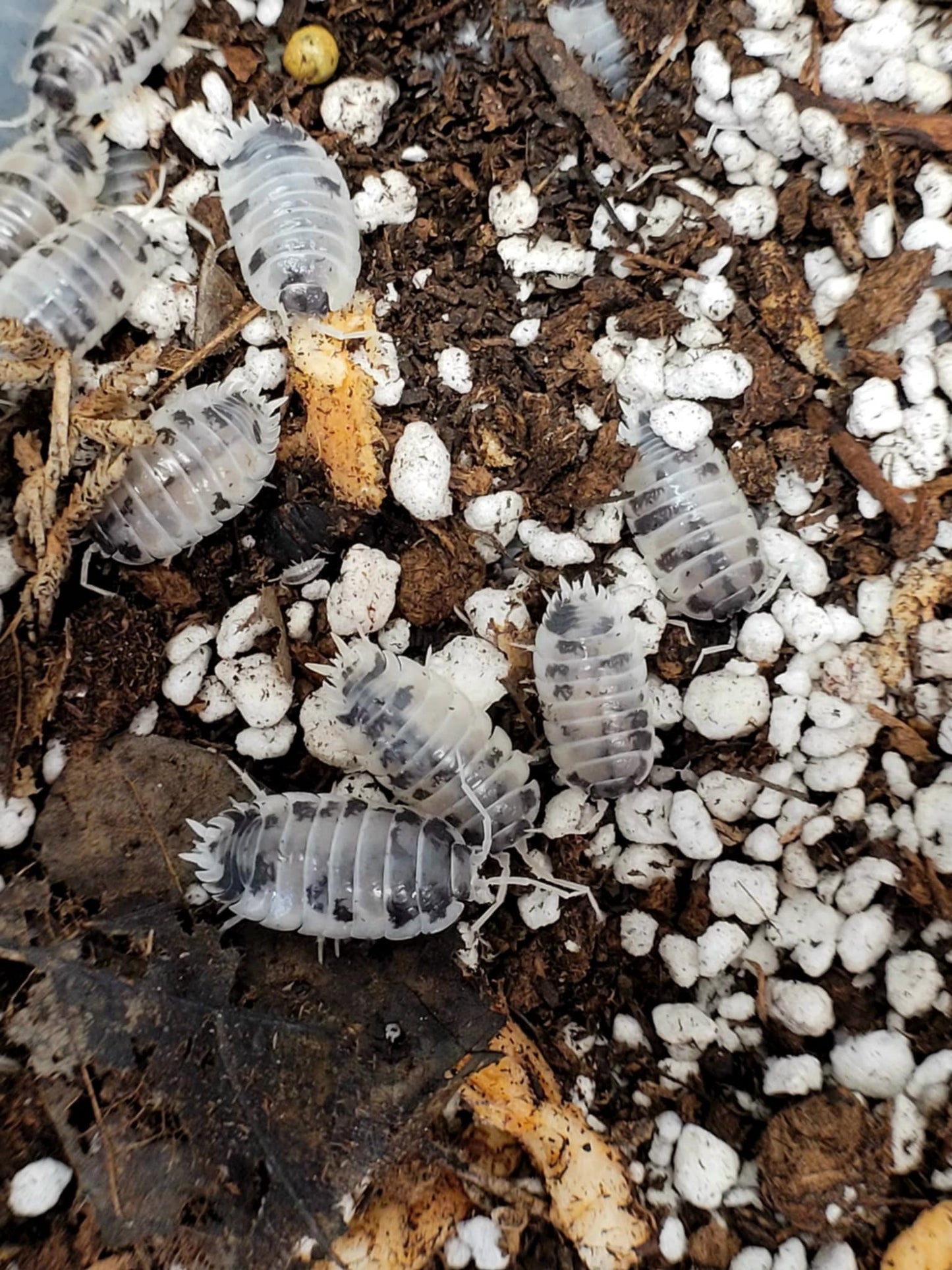 Happy Healthy Isopods