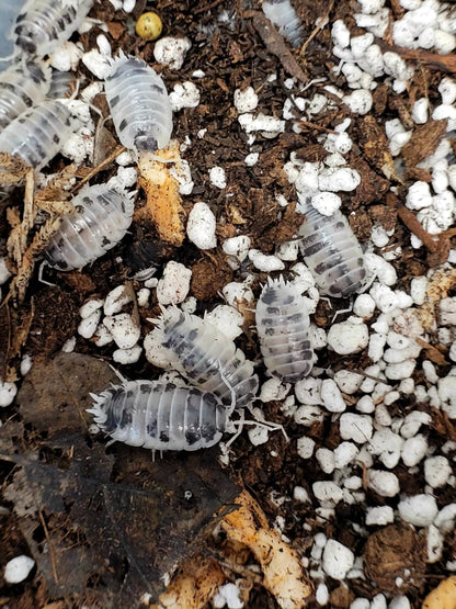 Happy Healthy Isopods