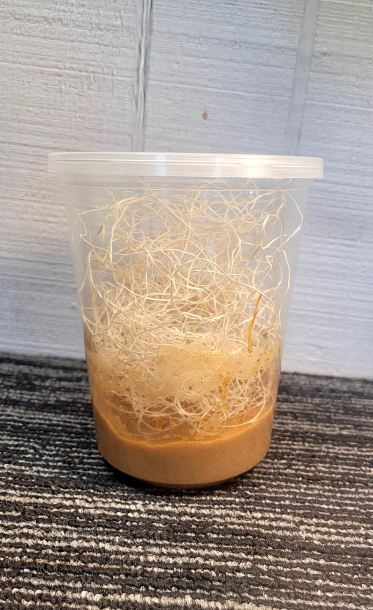 Empty Fruit Fly Cultures