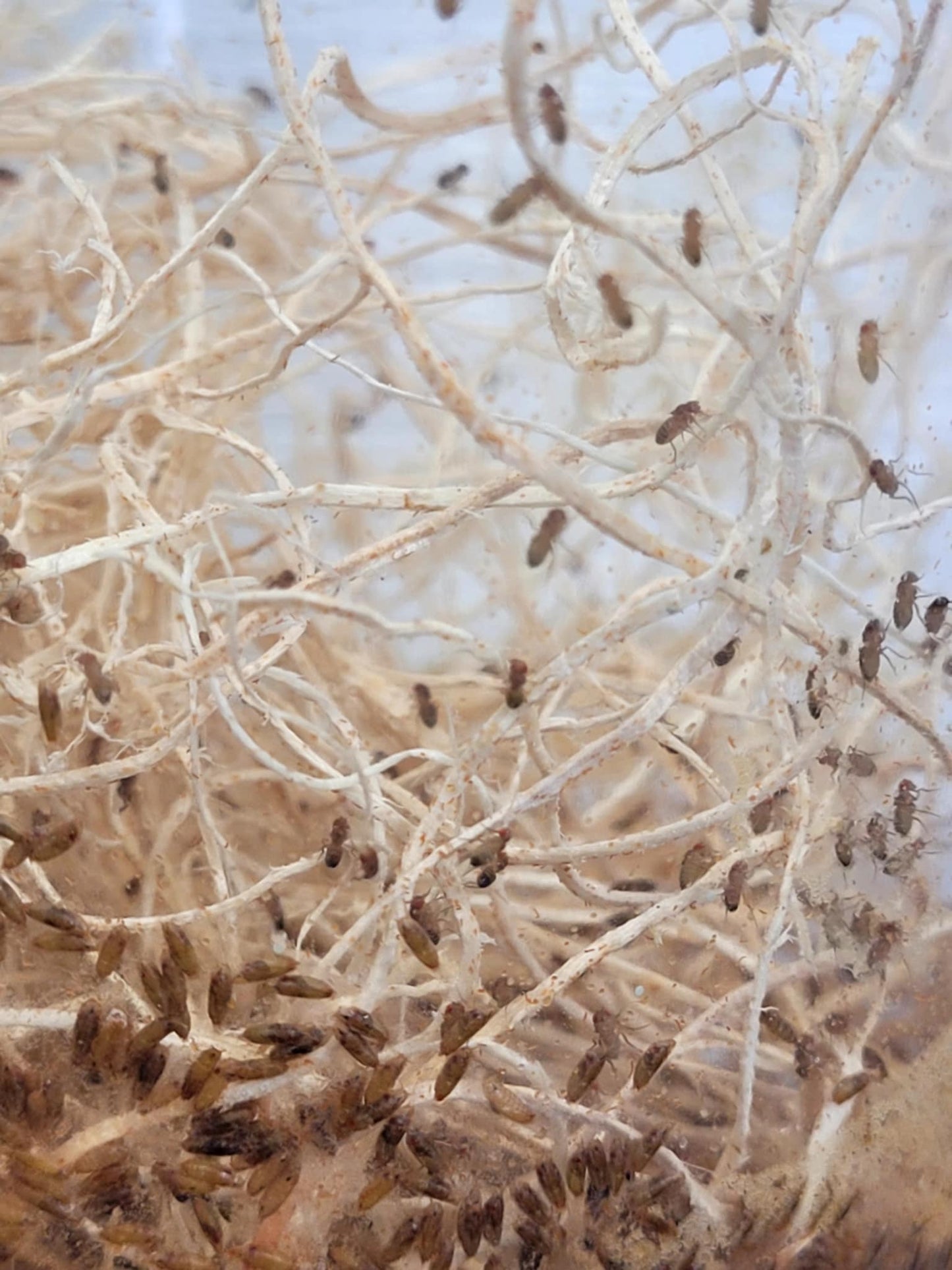 Flightless Fruit Fly Cultures (3 different species)