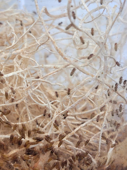Flightless Fruit Fly Cultures (3 different species)