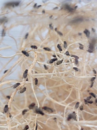 Flightless Fruit Fly Cultures (3 different species)