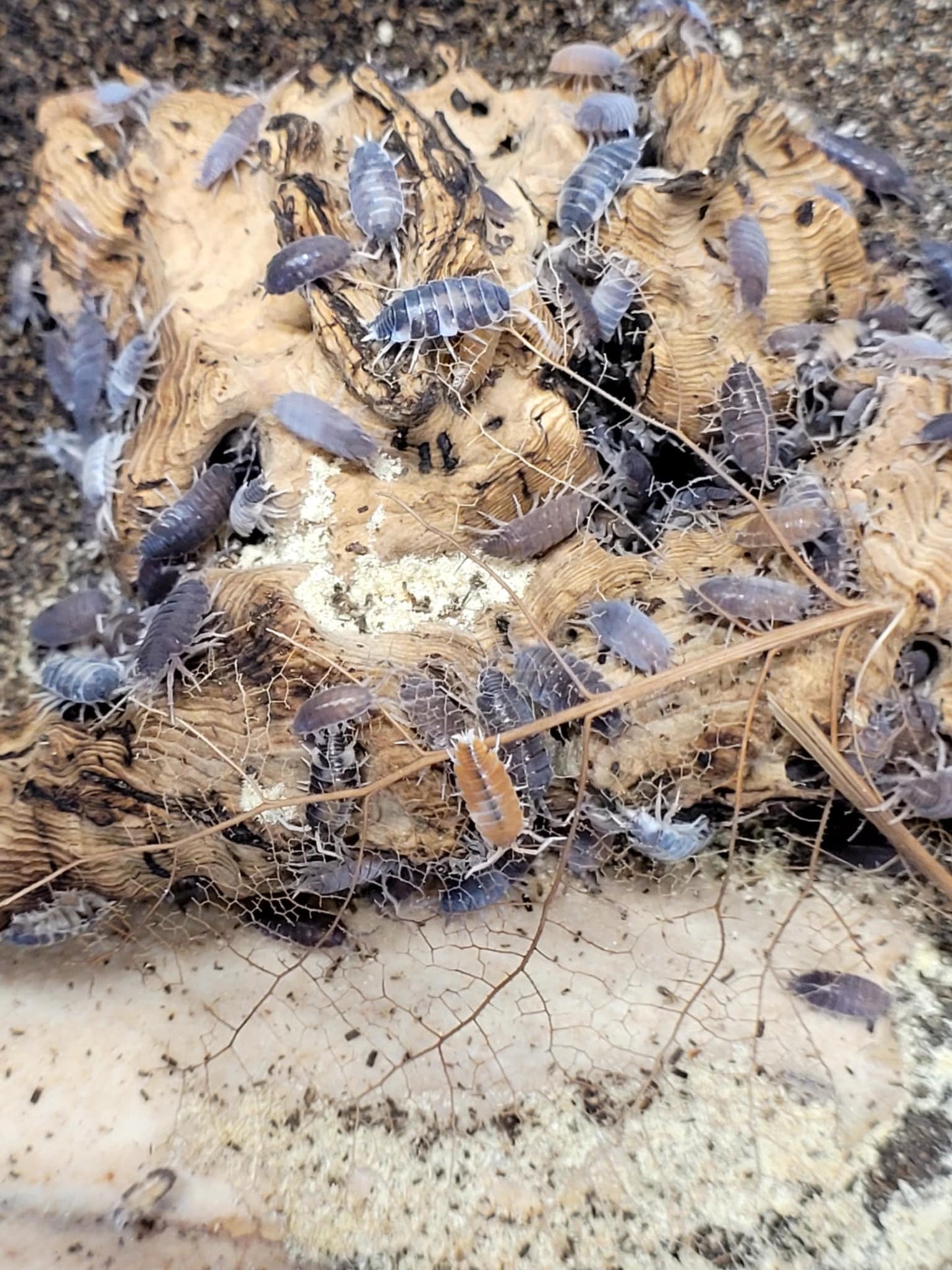 Happy Healthy Isopods