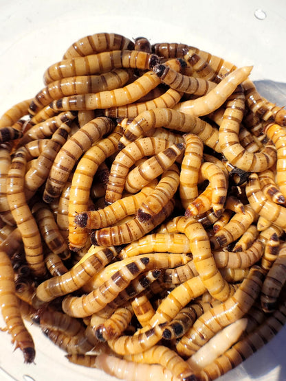 Happy Healthy SuperWorms -please read about shipping below