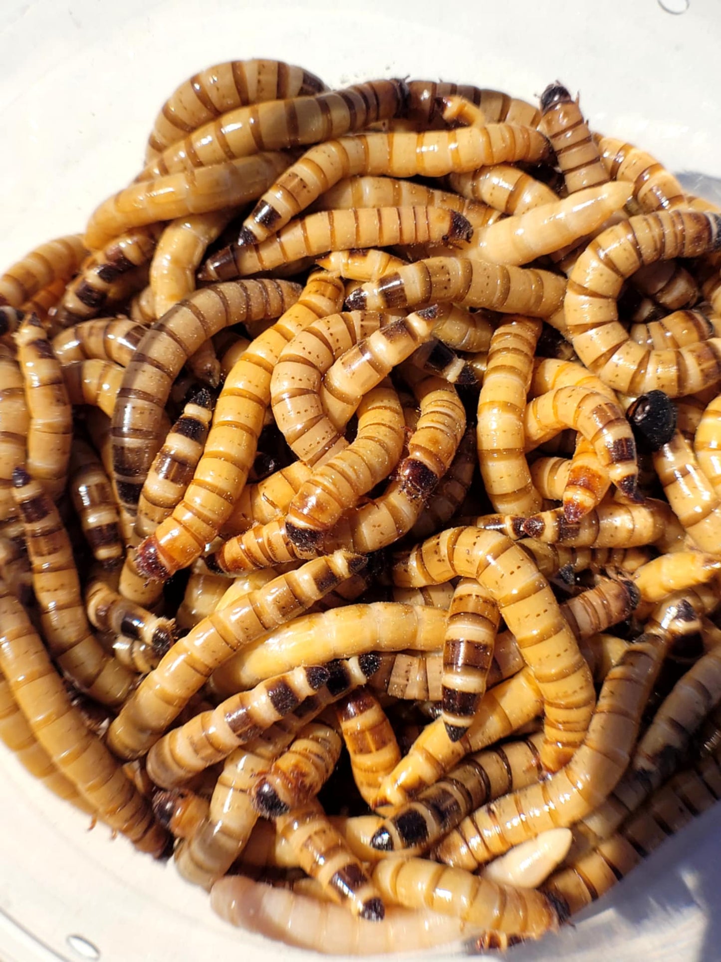 Happy Healthy SuperWorms -please read about shipping below
