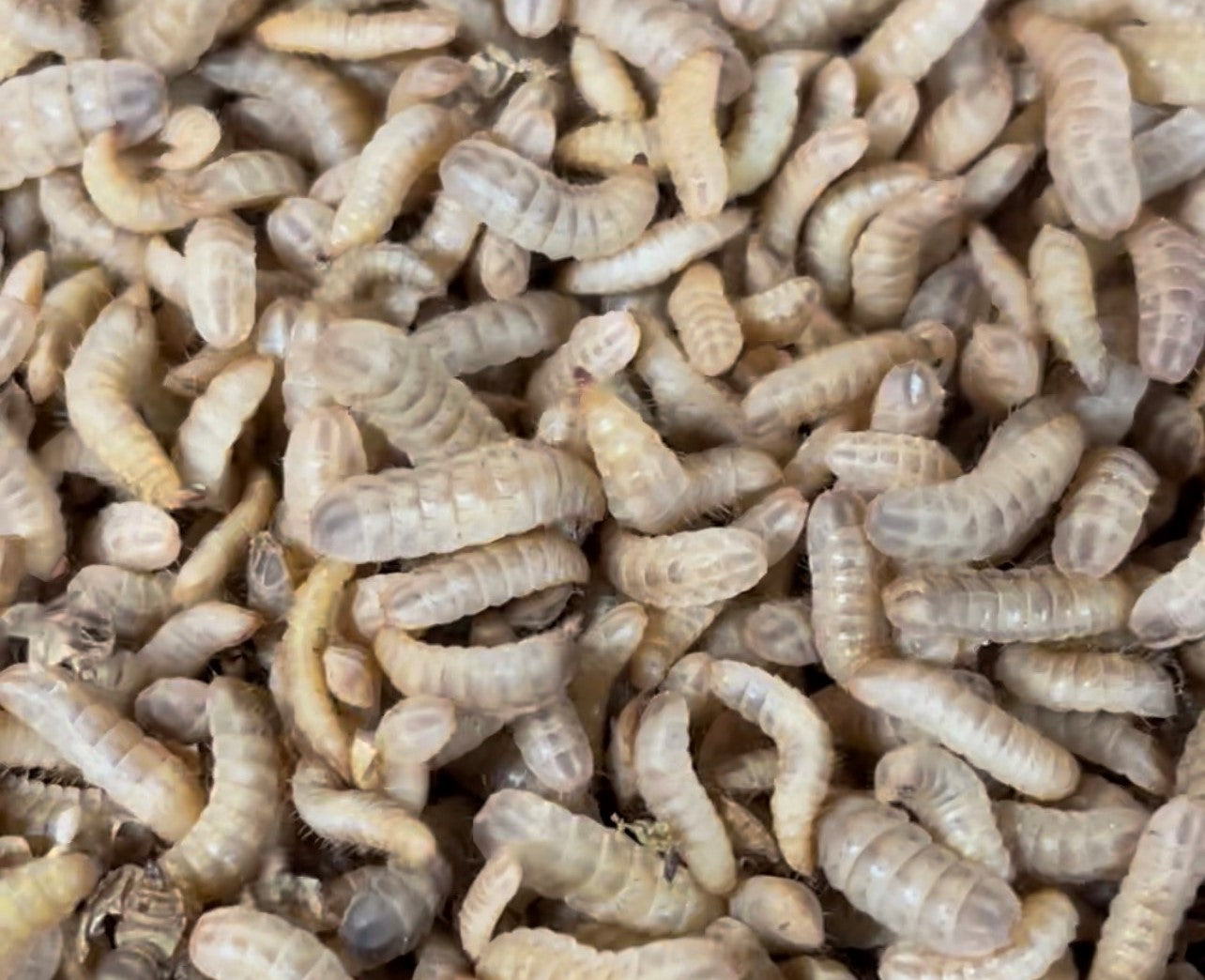 Happy Healthy Black Soldier Fly Larvae -please read about shipping below