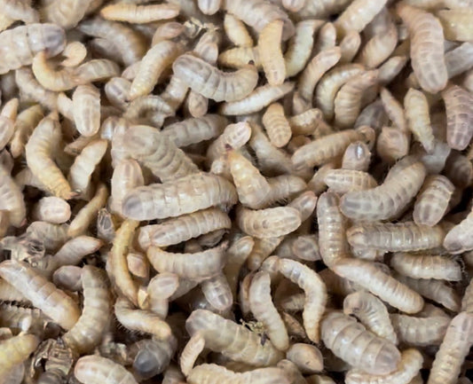 Happy Healthy Black Soldier Fly Larvae -please read about shipping below