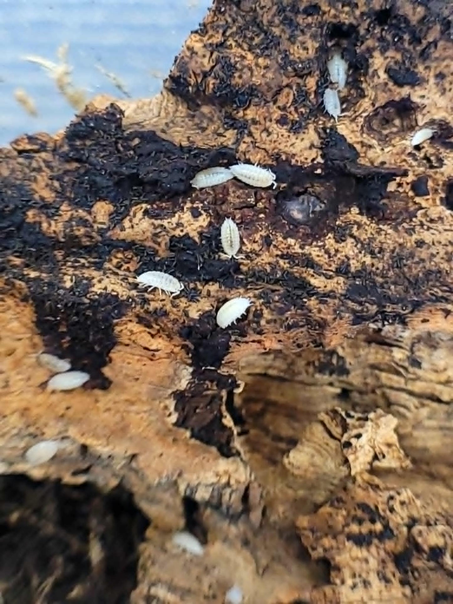 Happy Healthy Isopods