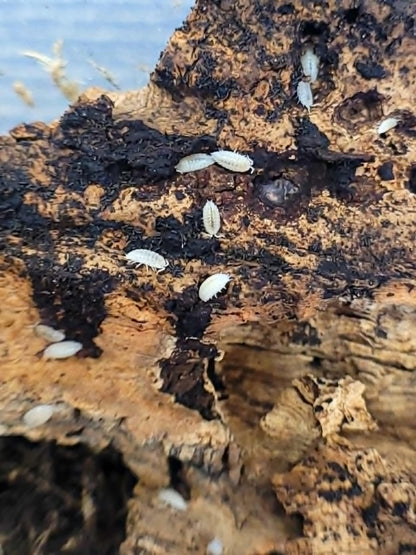 Happy Healthy Isopods