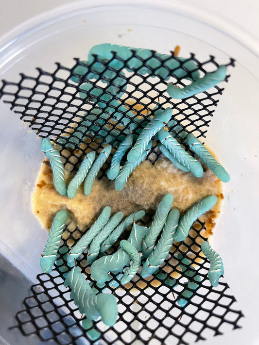 Happy Healthy Hornworms -please read about shipping below