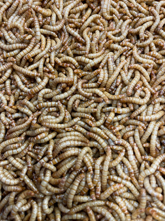 Happy Healthy Mealworms -please read about shipping below