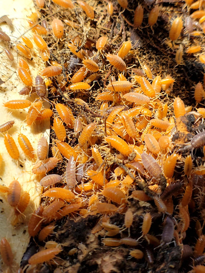 Happy Healthy Isopods