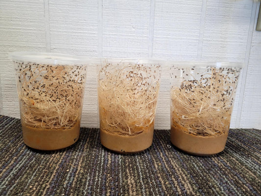 Flightless Fruit Fly Cultures (3 different species)