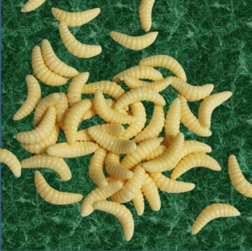Happy Healthy Wax Worms-please read about shipping below